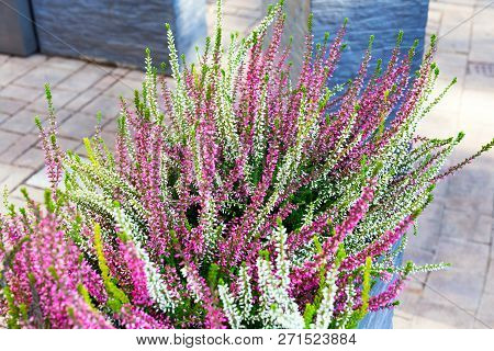 Pink, Green And Purple Heather In Decorative Flower Pot Outdoor.