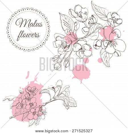 Retro Composition Of Blossoming Branch Of Apple Tree And Abstract Pink Spots. Hand Drawn Sketch Of  