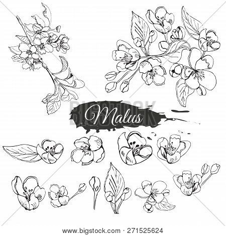 Set Of Blossoming Branch Of Apple Tree And Abstract Spot. Hand Drawn Sketch Of  Malus Flowers Isolat