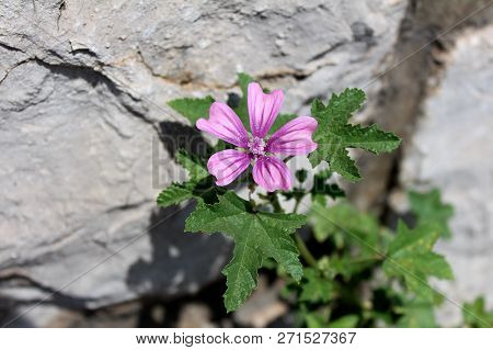 Common Mallow Or Malva Sylvestris Or Cheeses Or High Mallow Or Tall Mallow Spreading Herb Plant With