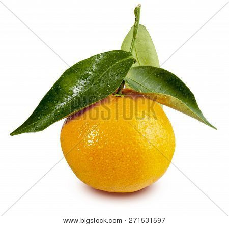 Two (2) Tangerines Freshly Picked With Leaves And Drops Of Water. Isolated On White Background. (cle