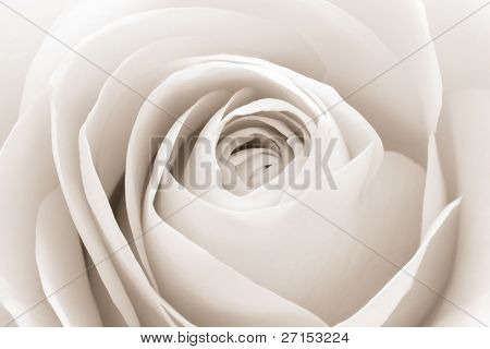 Close up di petali di rose bianchi