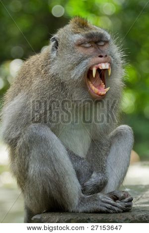 Małpa (Macaca fascicularis) Dalem Agung Padangtegal świątyni w Sacred Monkey Forest Ubud, Bali