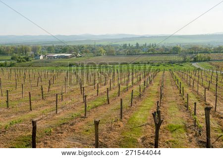 Grape Fields Panorama Of The Mountains Of The Sky