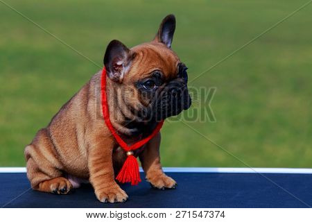 Puppy Breed French Bulldog A Close-up Outdoors