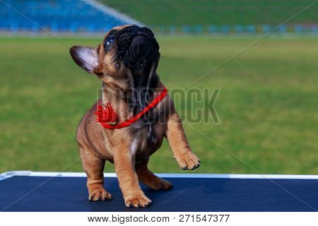 Puppy Breed French Bulldog A Close-up Outdoors