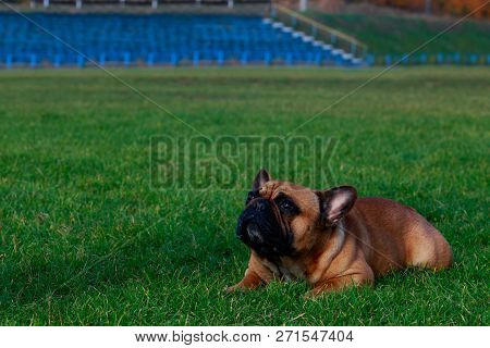 Dog Breed French Bulldog Is Lying On Green Grass