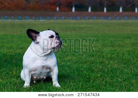 Dog Breed French Bulldog Is Sitting On Green Grass