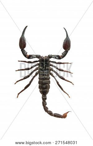 Heterometrus Spinifer Isolated On A White Background