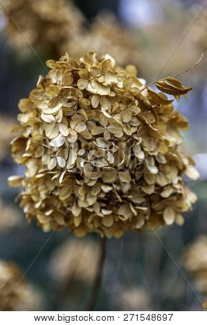 This Hydrangea Had The Blooms Dried Right On The Stem