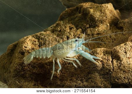 Noble Crayfish, Astacus Astacus  Traditional European Food On The Pond