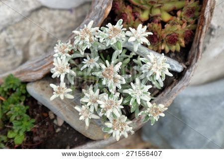 PETSCHIED, ITALY - JULY 14, 2018: Edelweiss, Leontopodium alpinum, grown in the Petschied village near Luson, Northern Italy