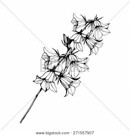 Flower Bel Illustration. Hand Drawn Ink Illustration. Wallpaper Or Fabric Design. Stylish Illustrati