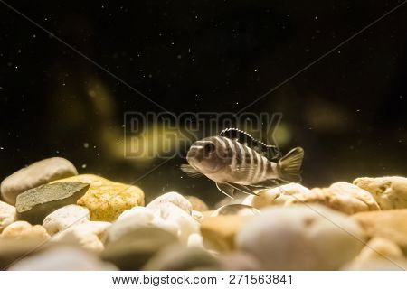 Juvenile Brown And White Banded Cichlid Fish Swimming In The Water Over Some Rocks.