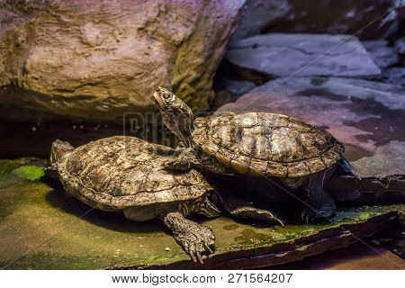 Cumberland Slider Turtle Standing On Another Turtle And Putting His Head Up High