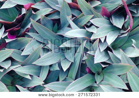 Green Leaves Background. Use For Wallpaper, Backdrop Or Design Element In Natural Concept. Flowering