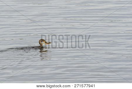 Double-crested Cormorant Preparing To Make A Meal Of A Sea Robin