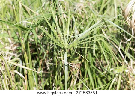 Umbrella Papyrus (cyperus Alternifolius)