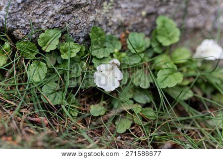 Flower Of The Hedgenettle Stachys Corsica