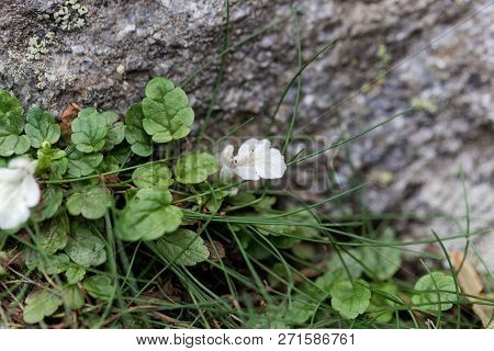 Flower Of The Hedgenettle Stachys Corsica