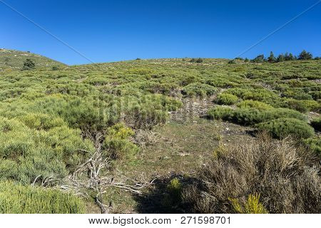 Padded Brushwood (cytisus Oromediterraneus) Near Hornillo Stream, In Guadarrama Mountains National P