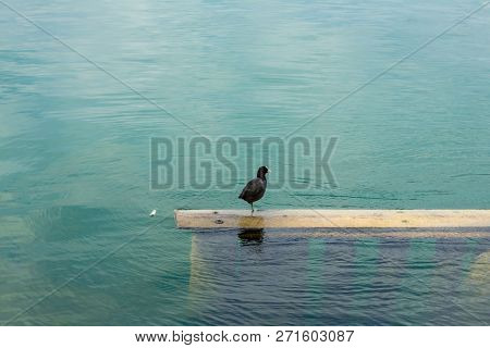 Black Bird With White Beak Sitting On Water Beam