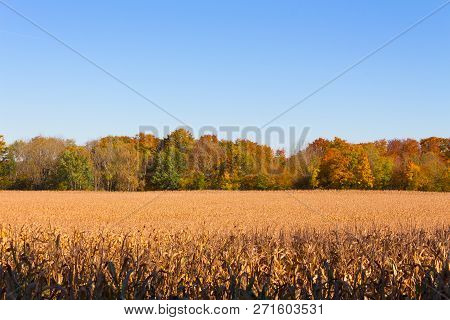 Dry Corn Field With Blue Sky And Autumn Orange Trees On Background