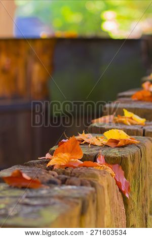 Beautiful Autumn Landscape With Yellow Trees And Sun. Colorful Foliage On Fence. Falling Leaves Natu