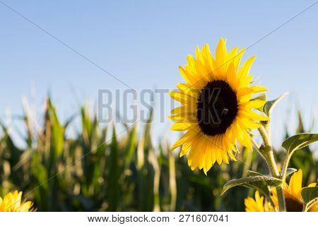 Beautiful Backlit Sunflowers In The Soft Morning Light With Blue Sky With Place For Text