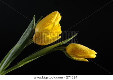 Yellow Tulips