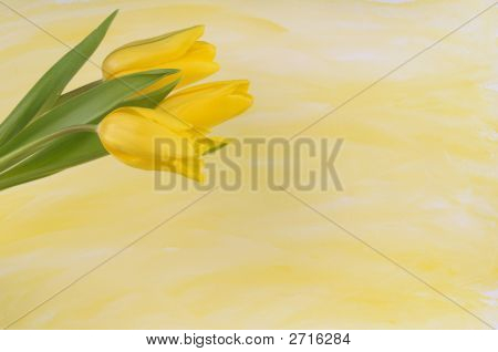 Yellow Tulips