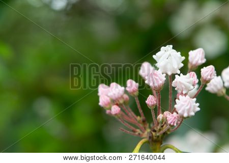 Pink And White Mountain Laurel Buds With Copy Space To Left