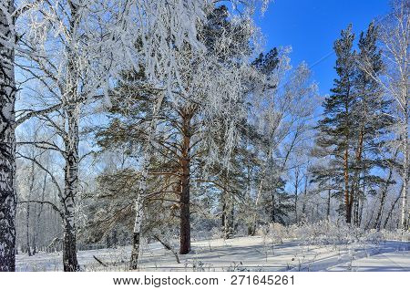 Winter Forest With Snow And Hoarfrost Covered At Bright Sunny Weather And Ski Trace On A Glittering 