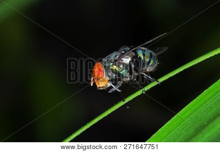 Macro Photography Of Blowfly On Green Leaf Isolated On Background