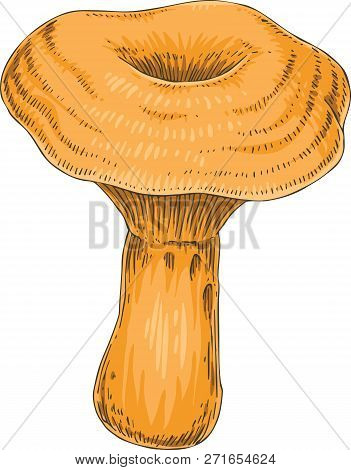 Saffron Milk Cap. Edible Mushroom. Hand Drawn Illustration. Isolated Object