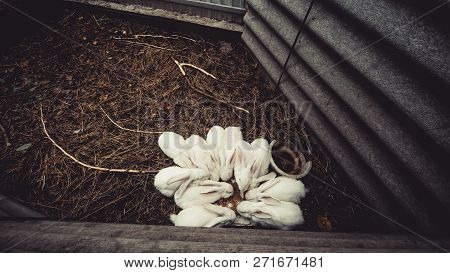 White Bunny Sitting On A Downed Tree, Rabbits On Top