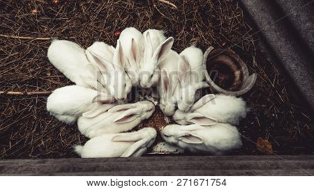 White Bunny Sitting On A Downed Tree, Rabbits On Top