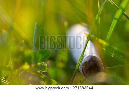 Cigarette Lay On The Green Grass Background. Eco Concept