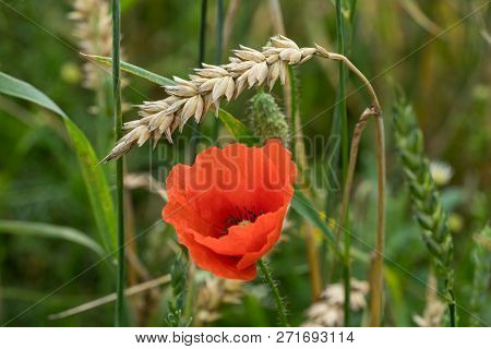 Red Long-headed Poppy Field, Blindeyes, Papaver Dubium. Blooming Flower In A Natural Environment