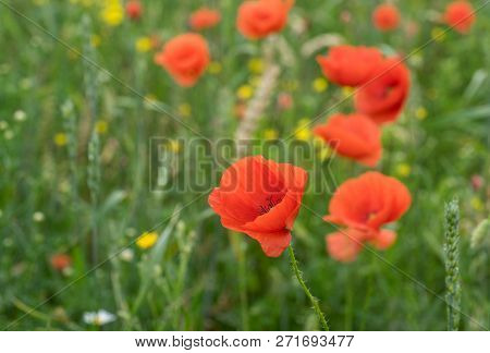 Red Long-headed Poppy Field, Blindeyes, Papaver Dubium. Blooming Flower In A Natural Environment