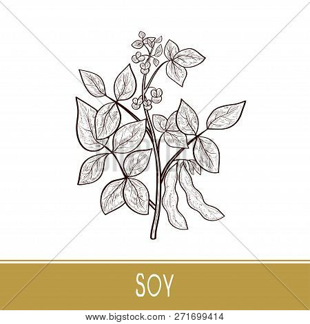 Soy. Plant. Stem, Leaves, Flowers, Fruit. Sketch. Monophonic.