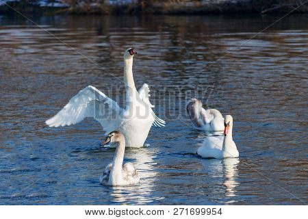 Big White Swan Flaps Its Wings On A Background Of Juveniles On The River