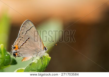 A Close Up Of A Gray Hairstreak (strymon Melinus)