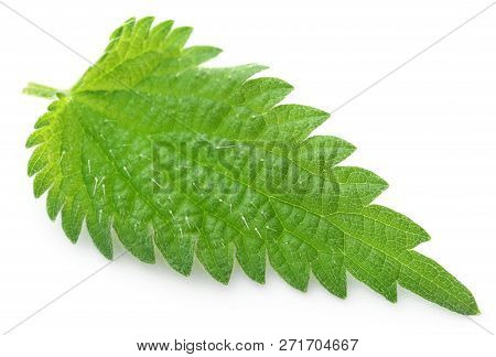 Medicinal Nettle Green Leaves Over White Background
