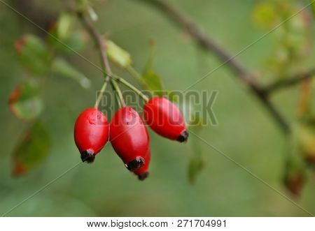 Closeup Of Madicinal Rose Hips In Nature