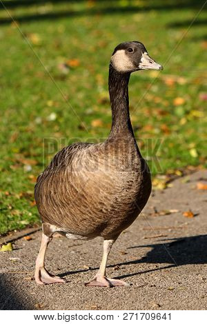A Hybrid Goose Which Is A Cross With A Canada Goose And A Greylag