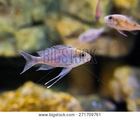 Silver Juvenile Fish In The Aquarium With Other Silver Juveniles In The Background