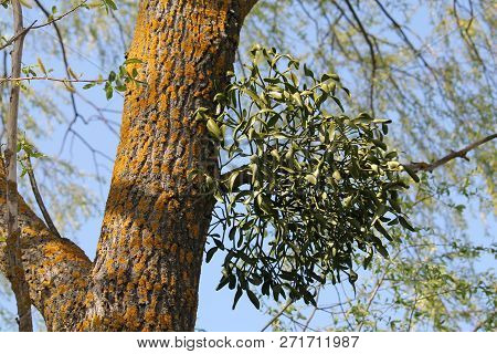 European Mistletoe (viscum Album) Parasitic Plant Growing On Tree