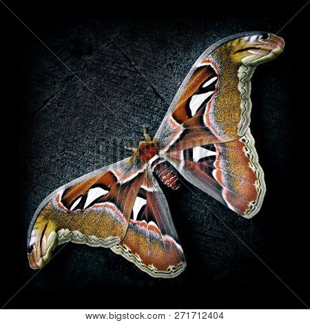 Bali Giant Butterfly - Attacus Atlas Indonesia