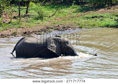 Elephants In Kruger National Park In South Africa,floating In Pioner Dam